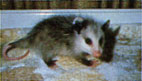 
An orphaned opossum.
